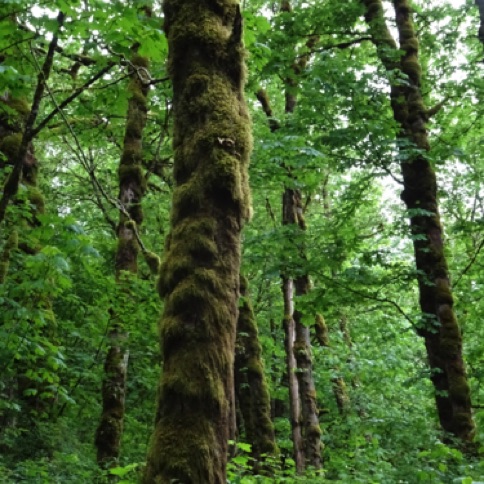 Example of moss covered trees on trail